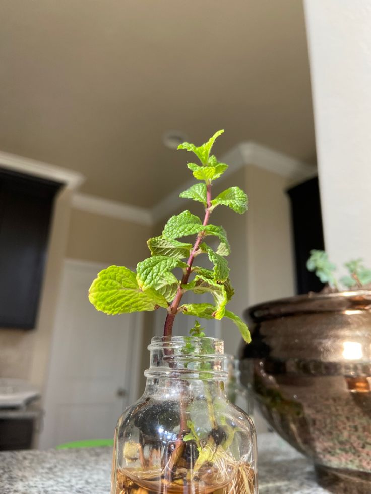 a plant in a glass jar with rocks and water on the table next to it