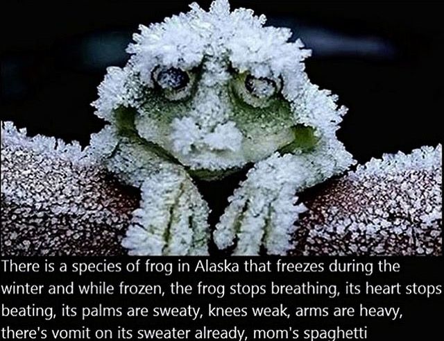 an image of a frog with snow on it's head and the caption saying, during the cold winters, the alaska wood frog becomes a frog - shaped