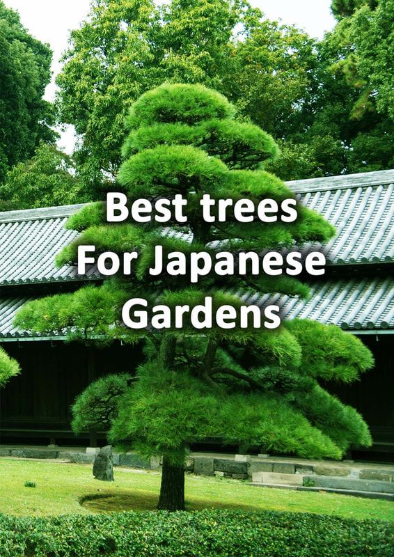 the words best trees for japanese gardens are in front of a tree with green leaves