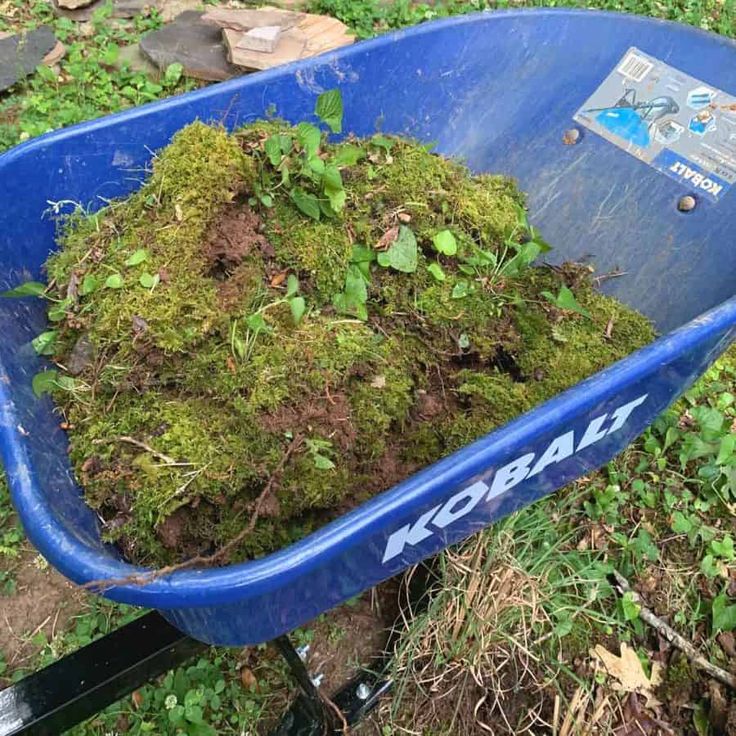 a blue wheelbarrow filled with green moss