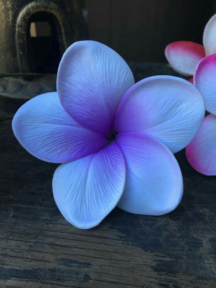 three purple and white flowers sitting on top of a wooden table