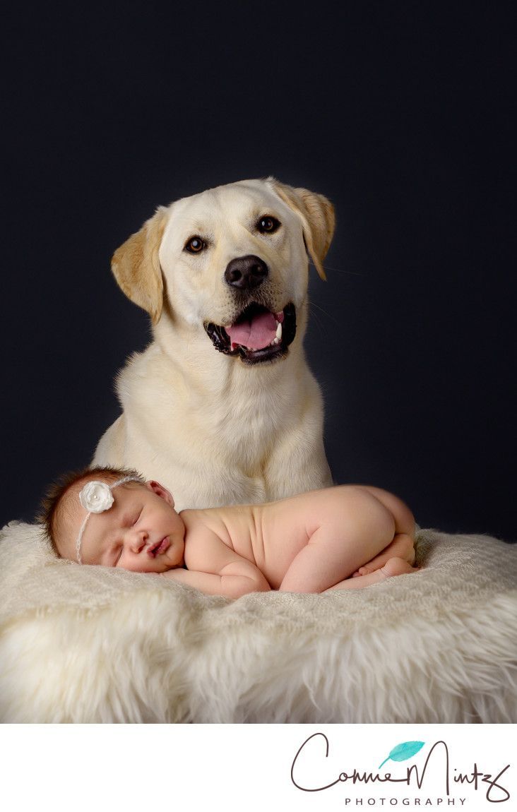 a baby and a large dog are posed for a photo together in this studio shot