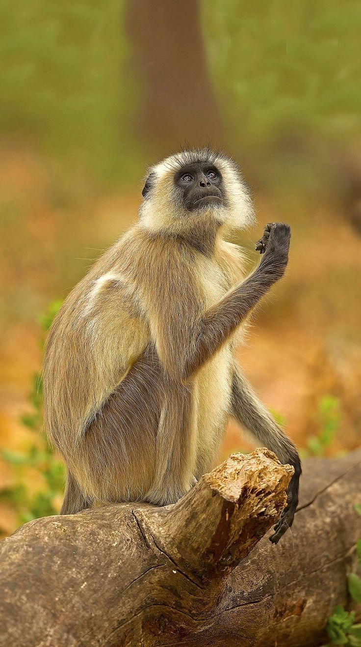 a monkey sitting on top of a tree branch