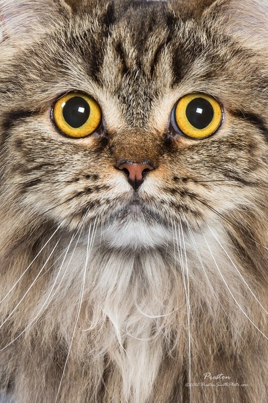 a close up of a cat with yellow eyes