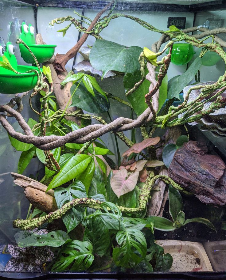 an aquarium filled with plants and rocks in the water next to a green watering can