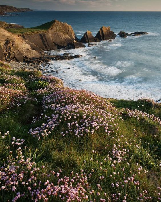 wildflowers growing on the side of a cliff overlooking the ocean and rocky coastline