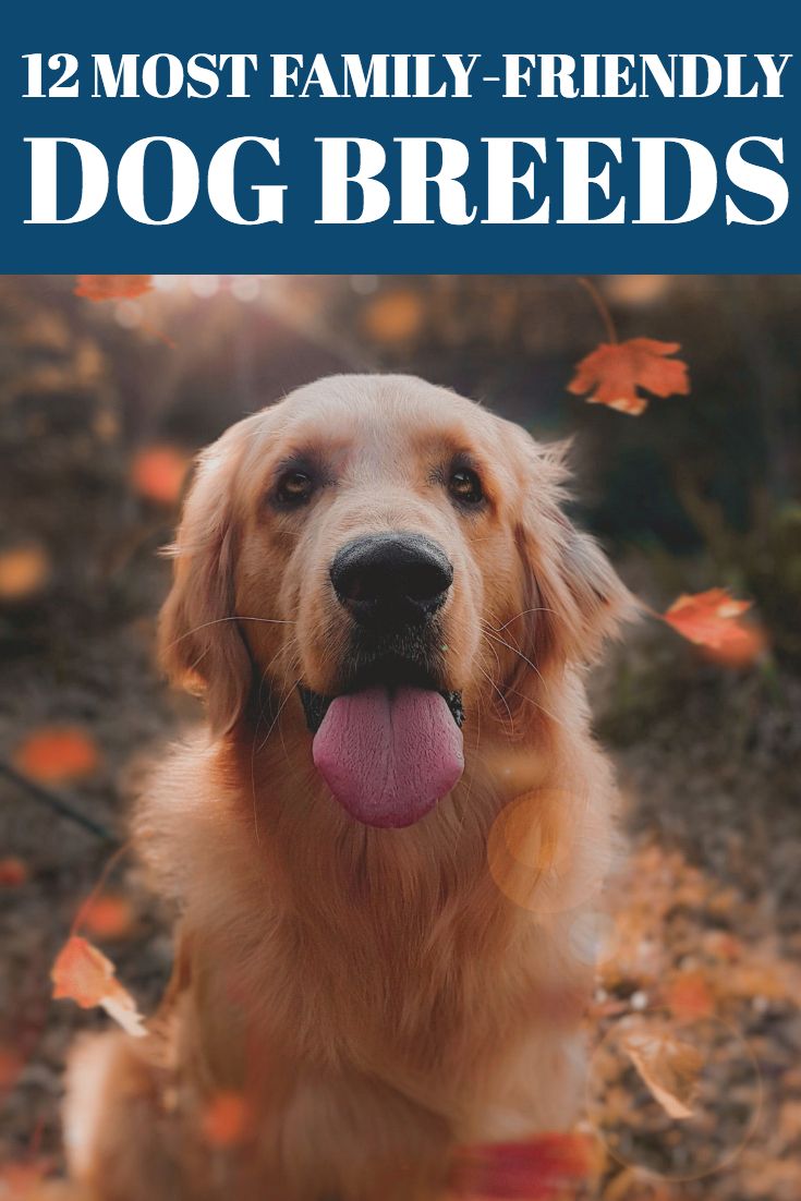 a golden retriever sitting in the leaves with its tongue hanging out