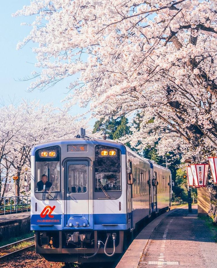 a blue and white train traveling down tracks next to trees with blossoming flowers on them