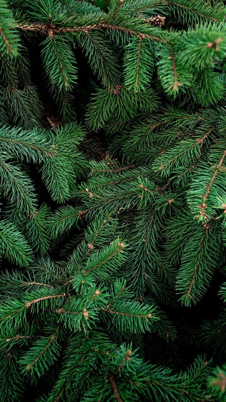 the branches of a pine tree are green