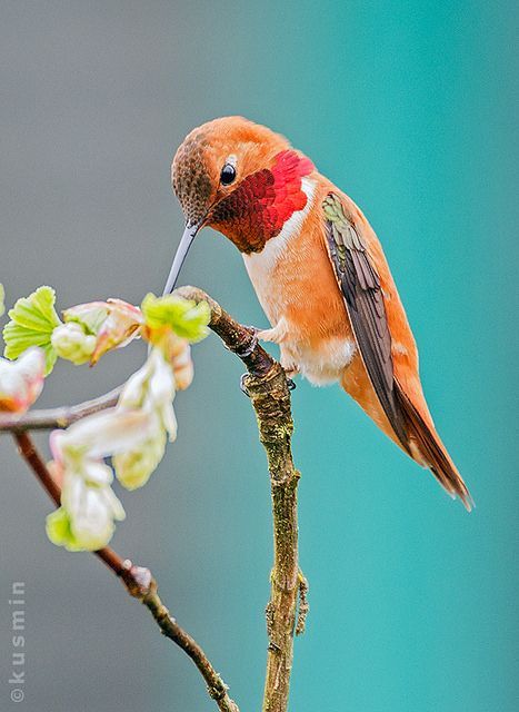 a small bird perched on top of a tree branch