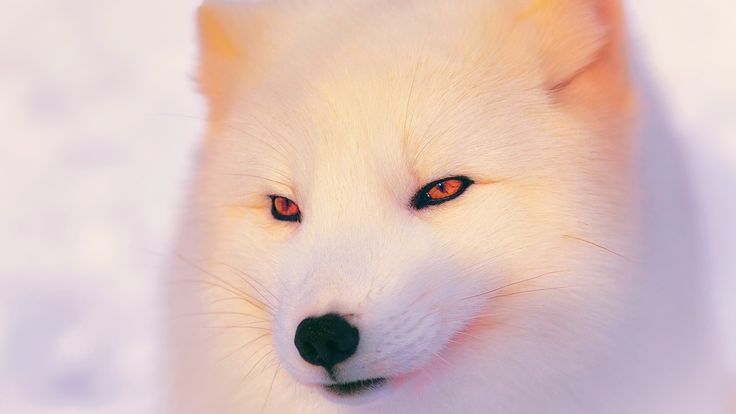 an image of a white dog with red eyes looking at the camera while standing in the snow