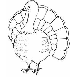 a black and white turkey is standing with its feathers spread out to the side, it's head turned towards the left