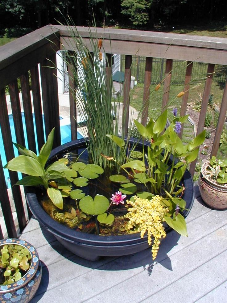 there are many plants in the potted planter on the deck near the pool