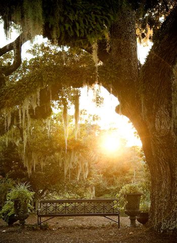 a bench under a large tree with moss hanging from it's branches at sunset