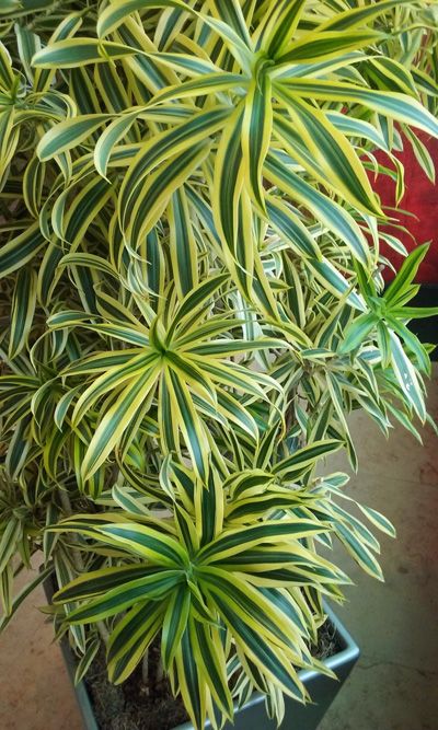 a potted plant with green and yellow stripes on it's leaves is shown