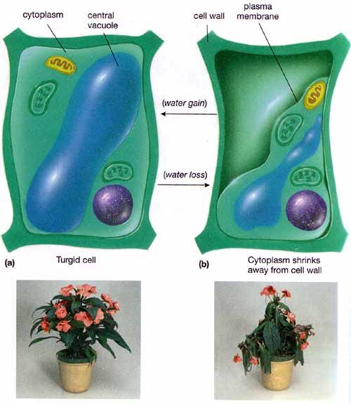 two pictures of plants with different types of cell membranes and the names of their cells