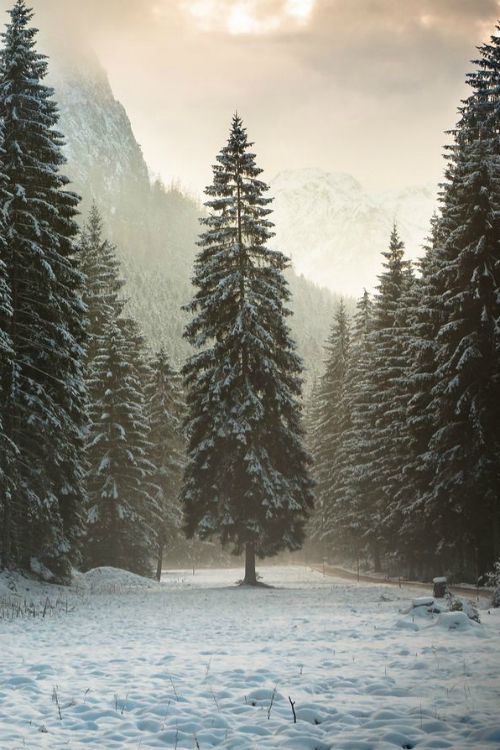 black and white photograph of snow covered ground with pine trees in the background on cloudy day