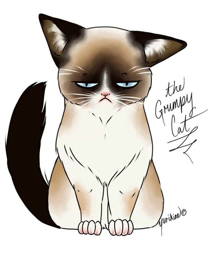 a grumpy cat with blue eyes sitting down