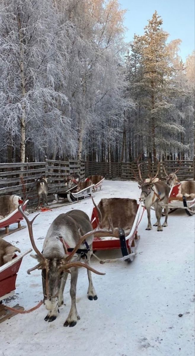 reindeers are pulling sleighs through the snow