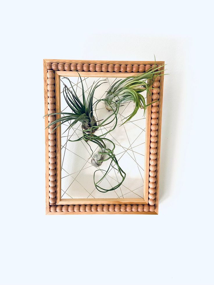 an air plant in a wooden frame on the wall