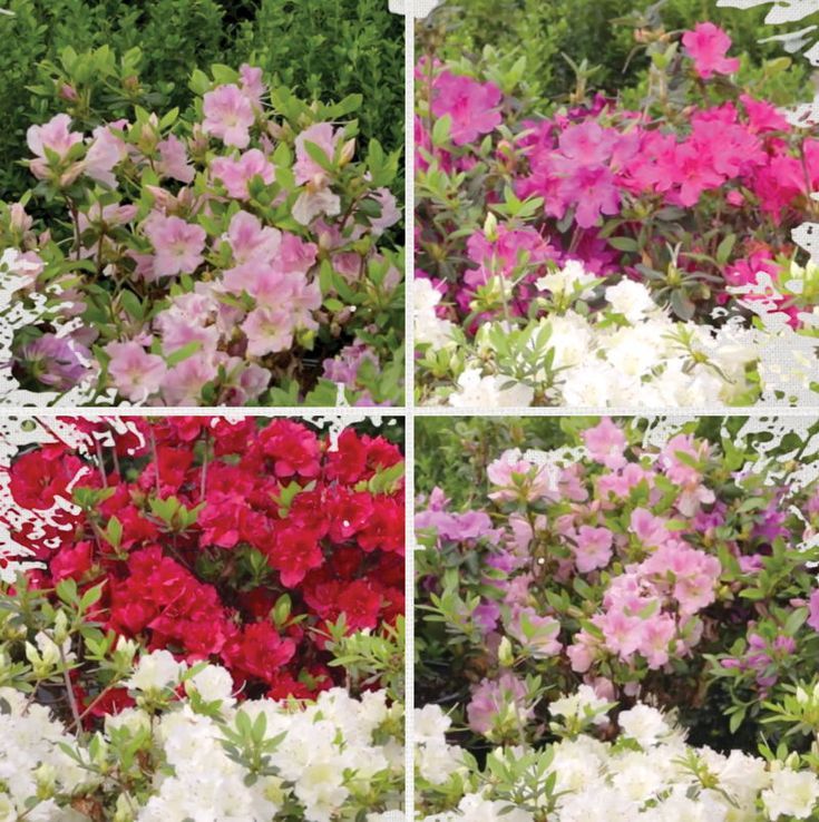 four different types of flowers are shown in three separate pictures, each with pink and white petunias