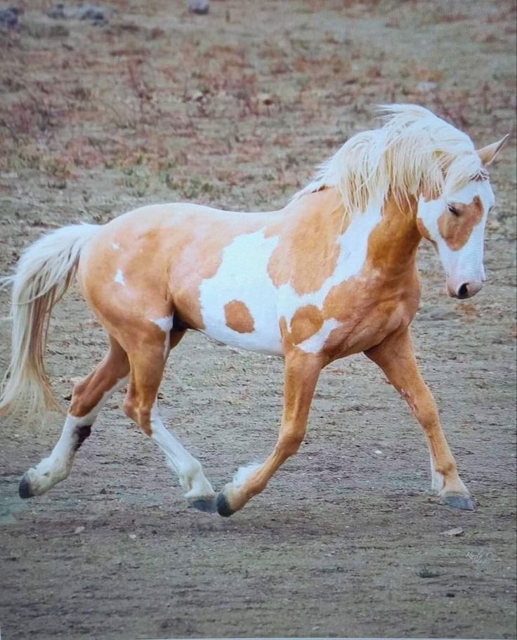 a brown and white horse running across a field