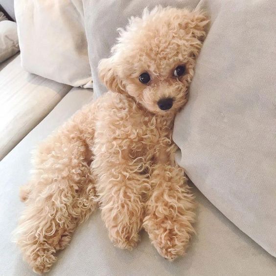 a small brown dog laying on top of a white couch next to pillows and pillows