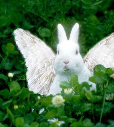 a white rabbit with wings sitting in the grass