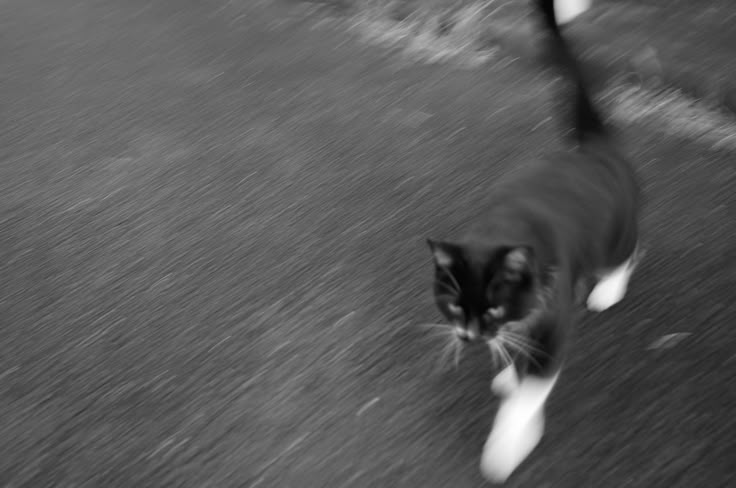 a black and white photo of a cat walking down the street with another cat behind it