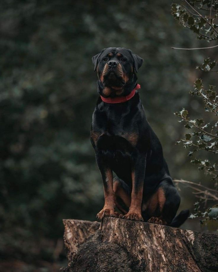 a black and brown dog sitting on top of a tree stump in front of some trees