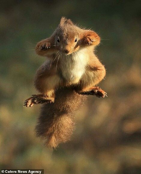 a small squirrel is sitting on top of a tree branch with its paws in the air