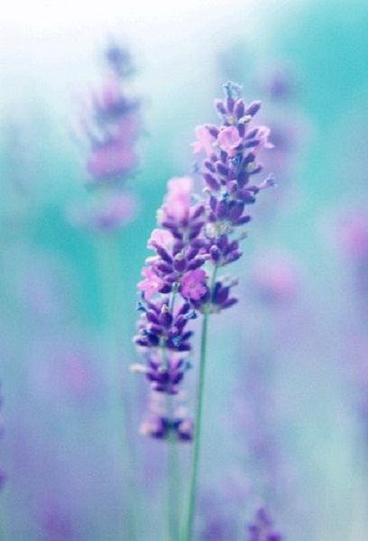 purple flowers are in the foreground and blurry background