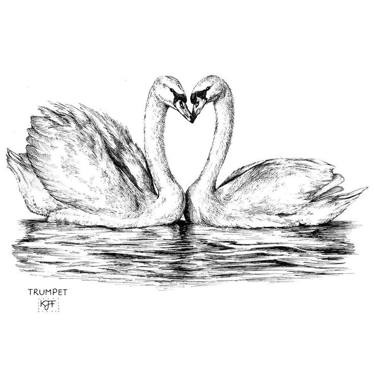 two swans in the water making a heart shape with their beaks touching each other