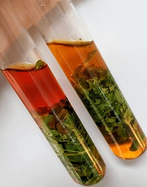 two test tubes filled with liquid and vegetables on top of a white table next to each other