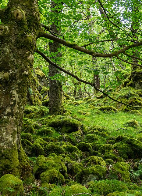 moss covered rocks and trees in the woods