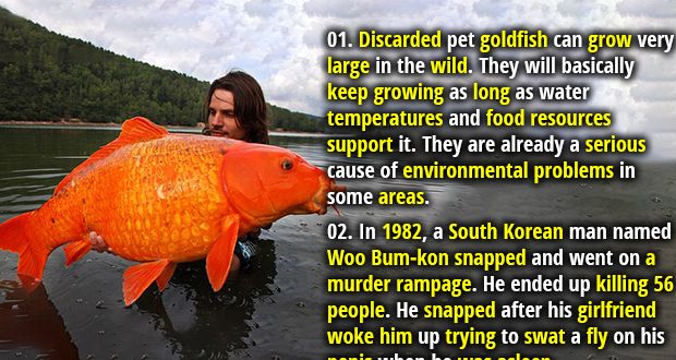 a man holding a large orange fish in the water