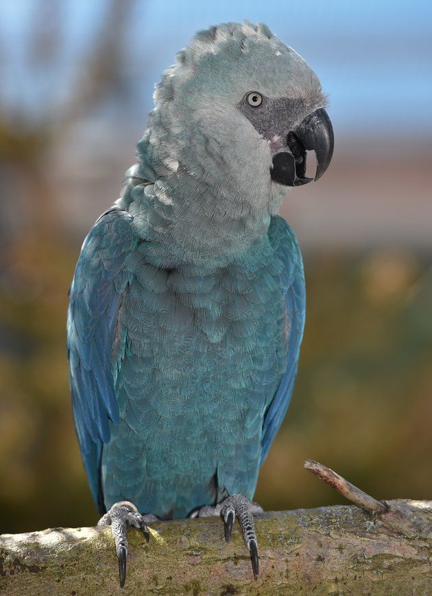 a blue and gray parrot sitting on top of a tree branch