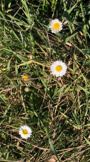 Spring daisies