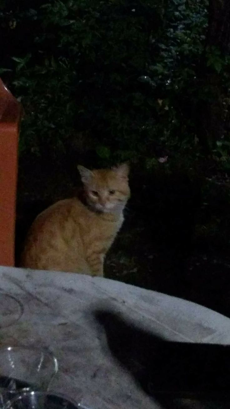 an orange cat sitting on top of a table