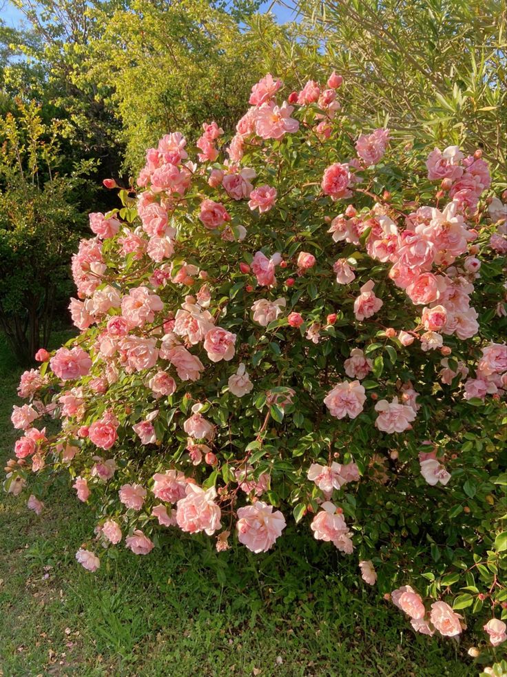 pink flowers are blooming on the bush in front of some trees and bushes with green leaves