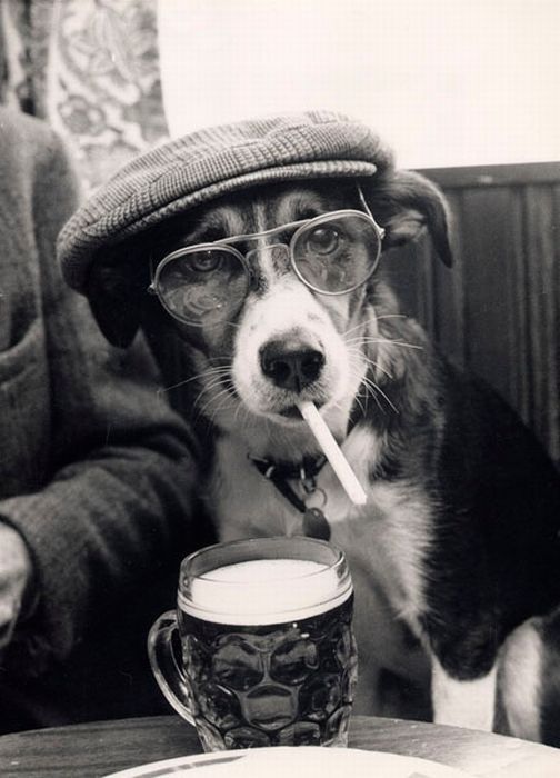 a dog wearing glasses and a hat with a straw in it's mouth sitting next to a cup