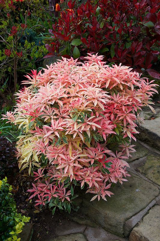 pink and yellow flowers are blooming on the rocks in front of some bushes with red leaves