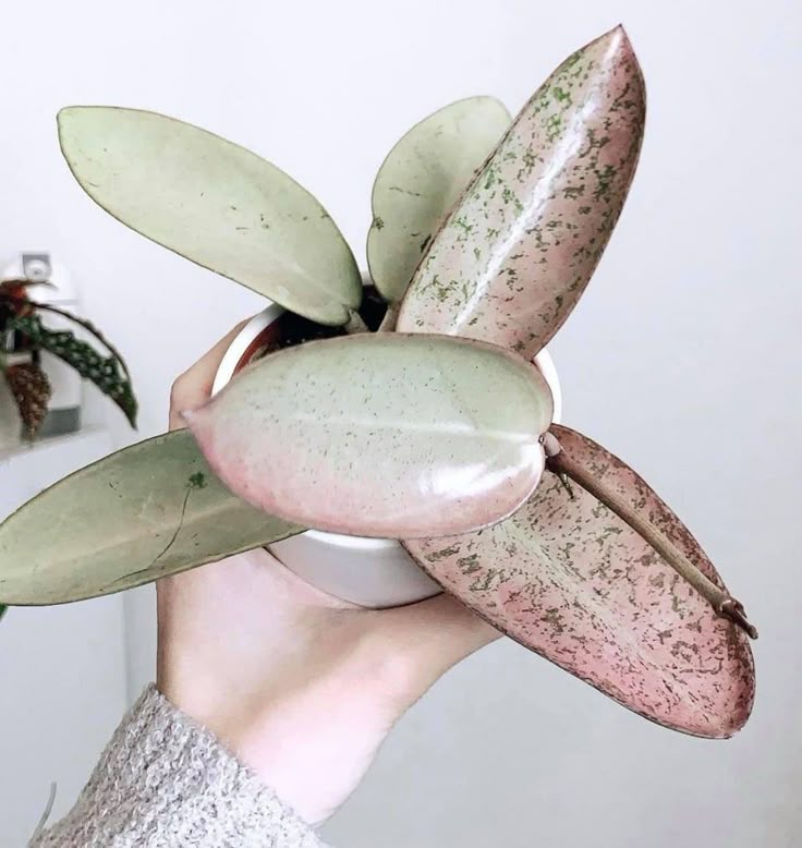 a person holding a potted plant in their hand