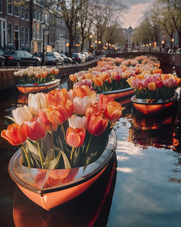 rows of orange and white tulips are in the water next to each other