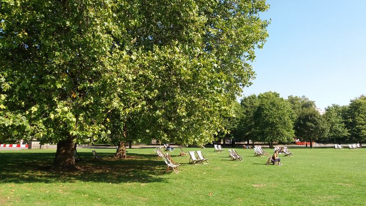 people sitting in lawn chairs under a large tree on a sunny day at the park