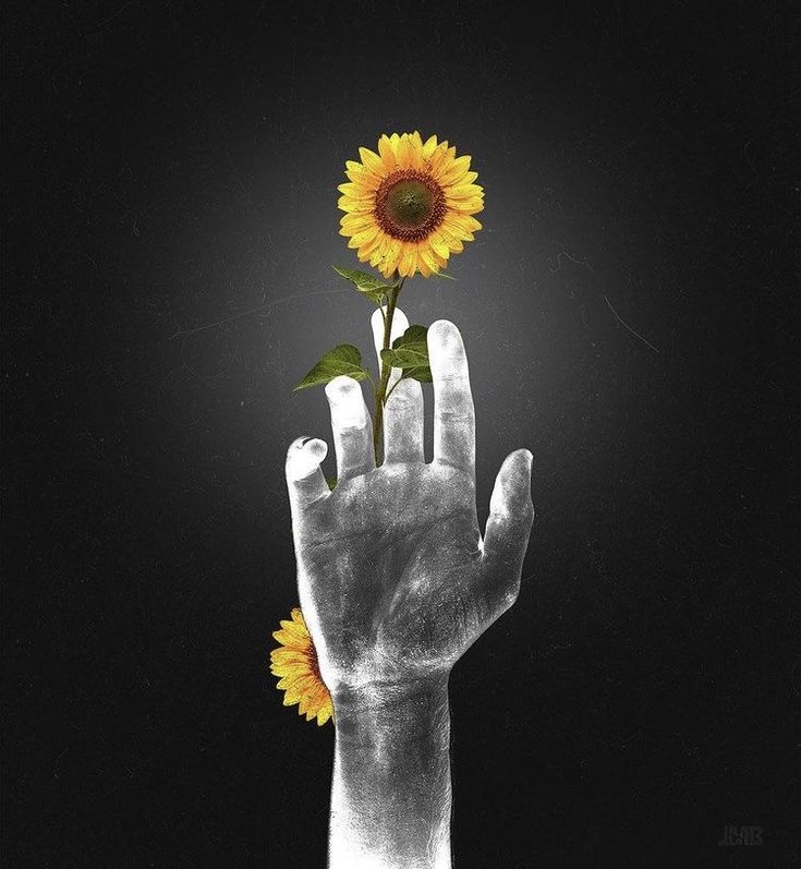 a hand holding a sunflower in the dark