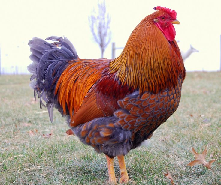 a rooster standing on top of a lush green field next to a red fire hydrant