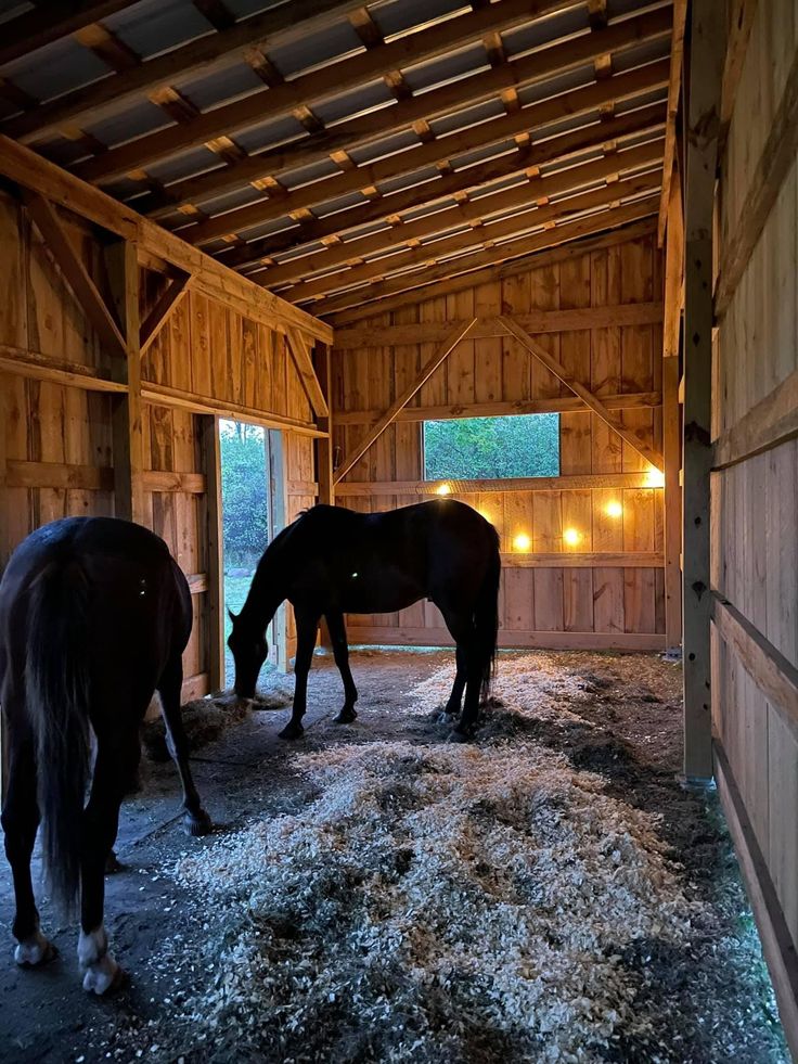 two horses are standing in an enclosed area with lights on the ceiling and one horse is eating hay