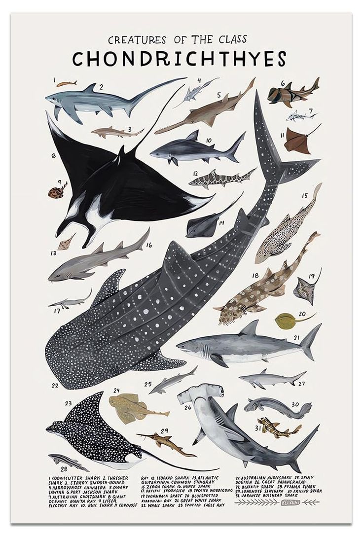 a poster with different types of fish and sharks on it's back side, including the