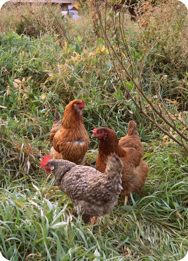 three chickens are standing in the grass together